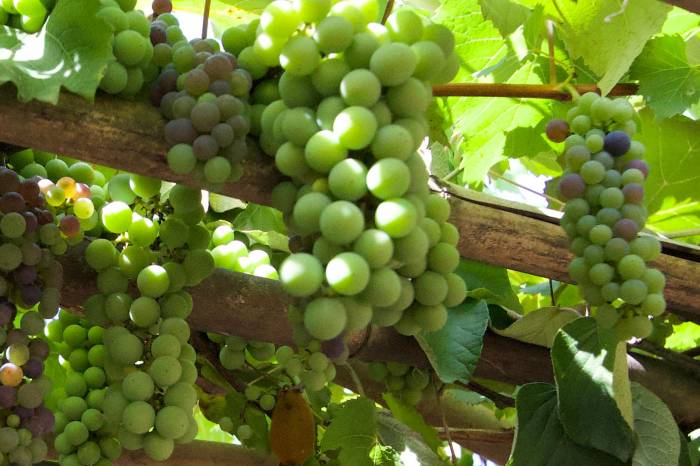 O evento tradicional acontece na propriedade do produtor Luciano Perboni, na colônia Santa Eulália, 5º distrito, Cascata