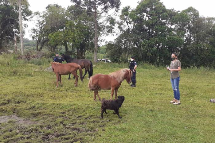 Cavalos estão à disposição de agricultores interessados. É preciso apresentar o Modelo 15, para comprovar condição de produtor rural, e documento de identidade