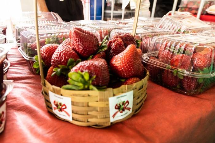 Ronda de trânsito, segurança, fiscalização de alimentos e bebidas e apoio direto à agricultura familiar estão garantidos pelo Município