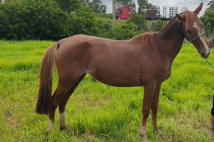 Dez éguas e dois cavalos estão disponíveis para novos donos