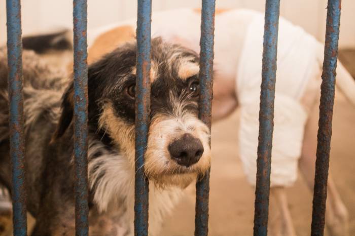 Peças doadas estavam sem condições de uso humano e serão transformadas em camas e agasalhos para os 50 cães que estão no local