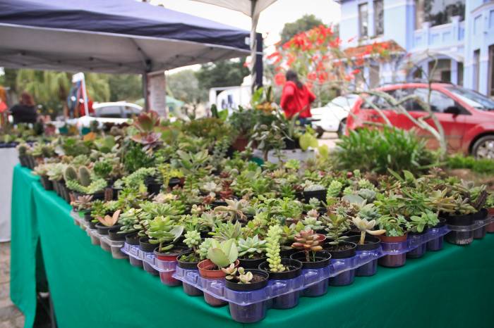 Parte da programação da Semana do Meio Ambiente, iniciativa da Prefeitura, encerrará os trabalhos com plantio urbano e distribuição de mudas à comunidade