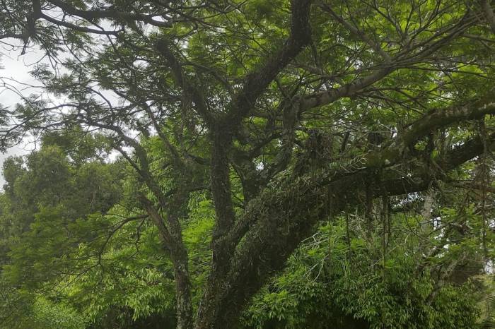 Pela primeira vez no município, evento vai abordar, na quinta e sexta-feira (21 e 22), temas relacionados à arborização do Estado. Inscrições estão abertas
