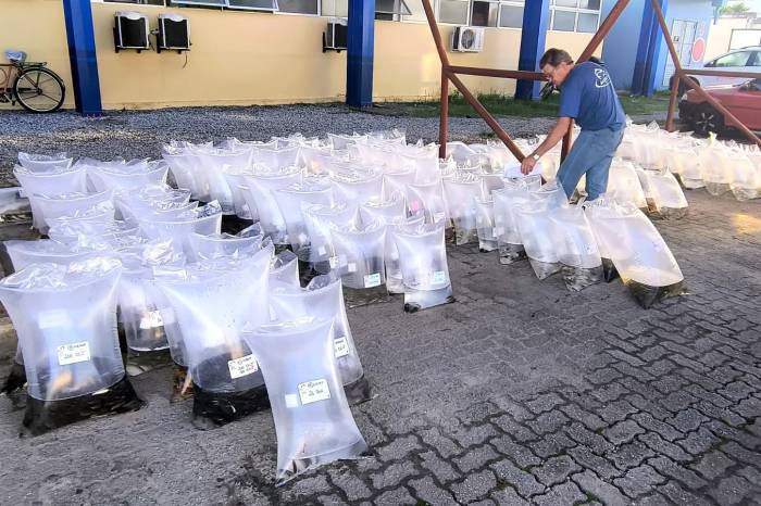 Repasse é 50% maior do que no mesmo período do ano passado, beneficiando 105 produtores