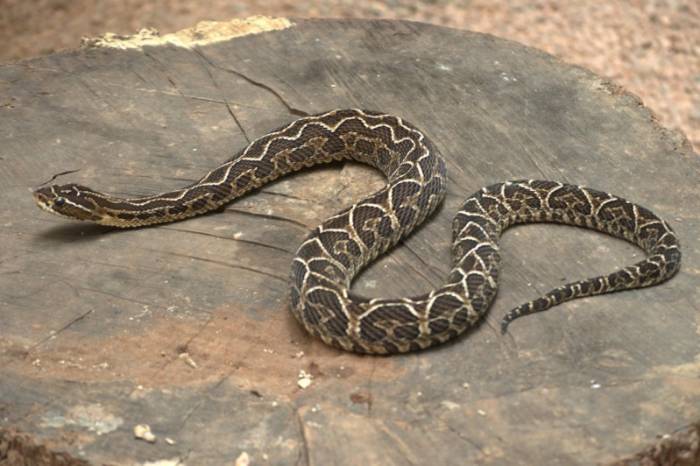 População deve ter cuidado com a presença de cobras, aranhas e escorpiões em áreas alagadiças e atenção durante o manejo de destroços e entulhos residuais da enchente