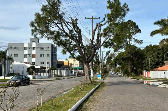 Manejo na Avenida Rio Grande do Sul visa garantir segurança e qualificação da paisagem