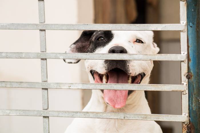 População pode visitar o local para conhecer os pets que aguardam por um novo lar
