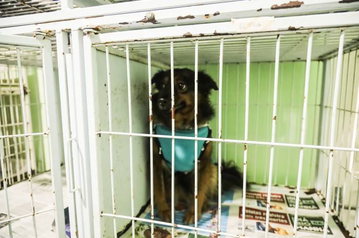 Até sexta-feira (9), 419 cães e gatos foram esterilizados via Programa Municipal de Castração