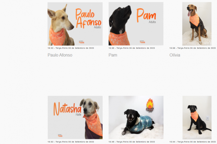 No sistema online da SQA, os adotantes podem visualizar fotos e todas as informações sobre os cães que aguardam um lar. A iniciativa integra a segunda fase da campanha Todo Caramelo é Doce