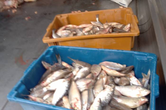 Mais de 58kg de pescado foram recolhidos pela Vigilância Sanitária