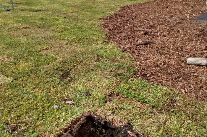 Dois arbustos do paisagismo, plantados na quarta-feira (28/9), foram furtados do novo espaço de lazer e recreação do Município, que será entregue até o final deste ano à população