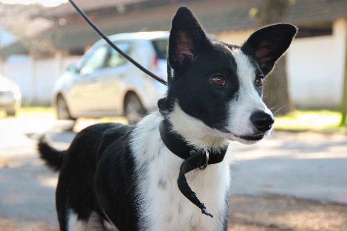 Interessados devem comparecer ao local, na avenida Fernando Osório, com documento de identificação