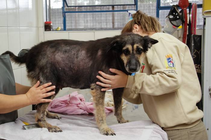 Tutores de cães e gatos, em situação de vulnerabilidade, registrados no Cadastro Único, podem procurar o setor na Prefeitura a partir desta segunda-feira (25), para se habilitar e, posteriormente, ter a castração dos seus animais agendada