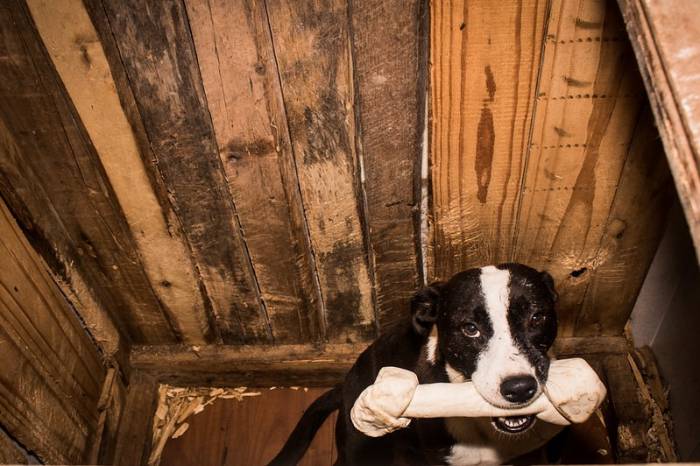 A intenção do projeto é auxiliar os protetores independentes de animais durante a pandemia