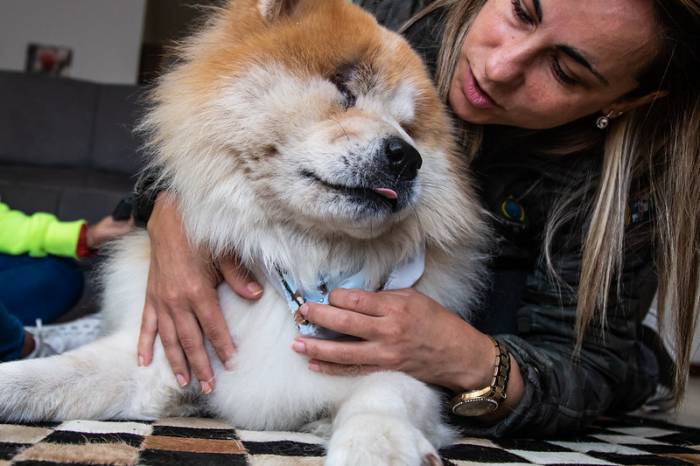 O cão da raça Chow Chow está com a família Costa desde o início da pandemia de Covid-19