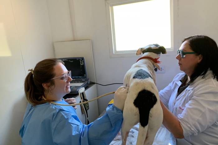 Evento na Associação Rural de Pelotas contará com cerca de 20 cães, com menos de seis meses, resgatados na enchente, disponíveis para adoção