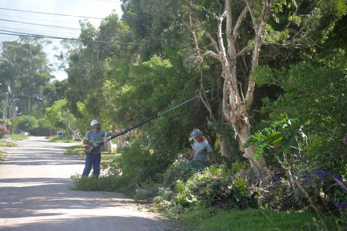 Balanço do programa Ciclo Verde da Secretaria de Qualidade Ambiental mostra que em  2022, para cada árvore suprimida outras três foram plantadas