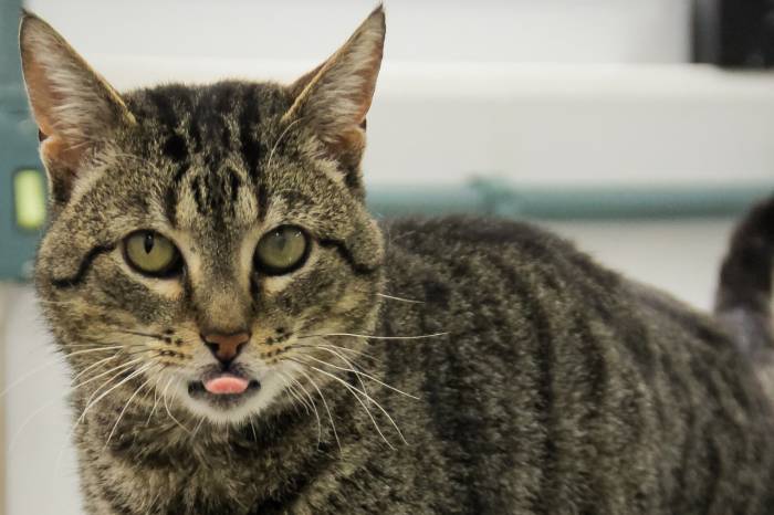 Dos sete gatos que ocupam as vagas do espaço coordenado pela Prefeitura, dois estão disponíveis para adoção responsável