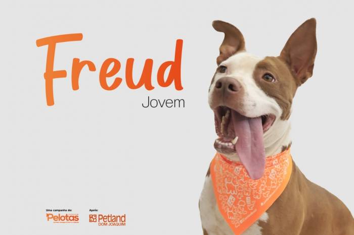 Com a campanha Todo Caramelo é Doce, oito cães foram adotados, além de outros 18 desde o início do ano