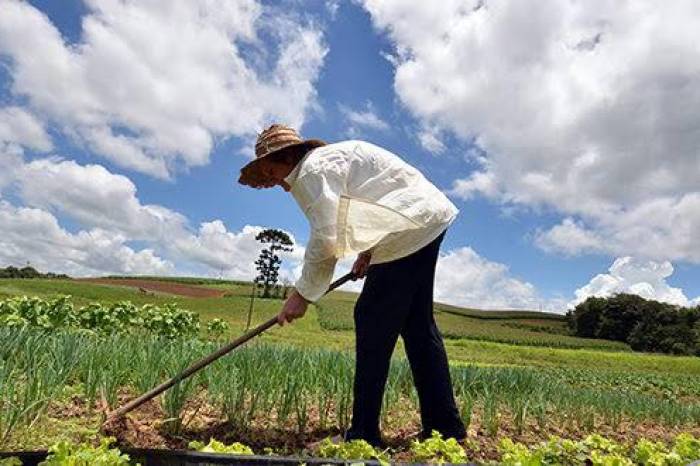 Lei 6.980/2021, assinada pela prefeita Paula Mascarenhas nesta semana, dispõe sobre o setor e a produção orgânica do Município