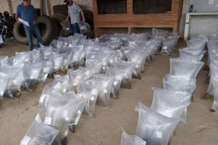 Criação de peixes em açudes ou em tanques-redes representa alimentação saudável e diversificação de renda