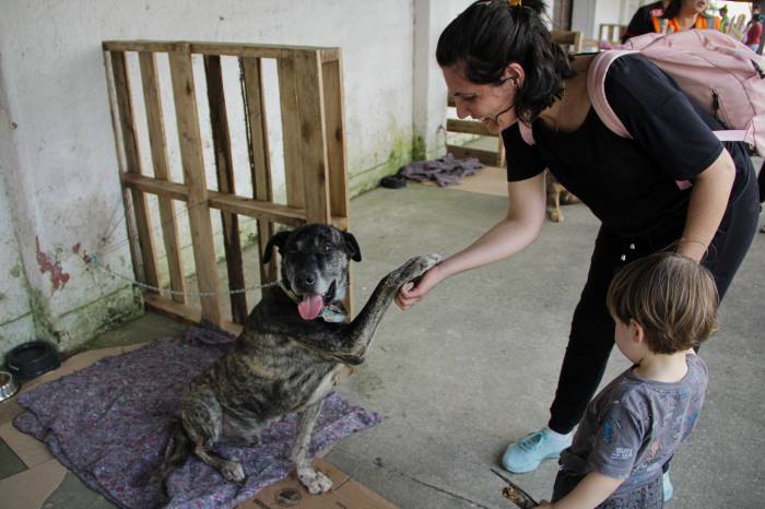 Evento ocorre neste sábado (22) na Associação Rural de Pelotas com cerca de 85 cães para adoção