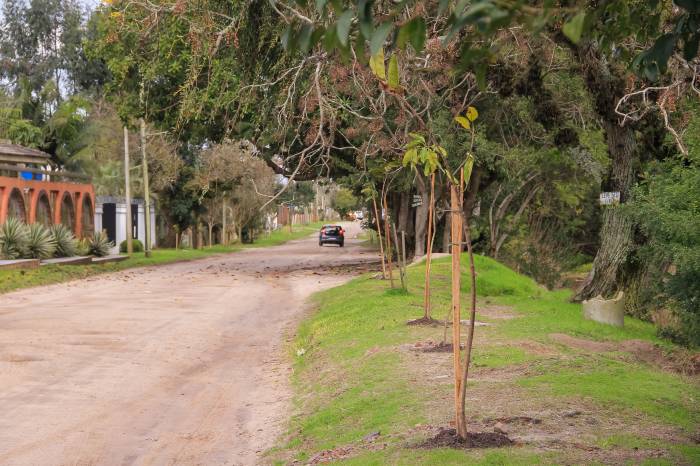 Projeto Plantio Urbano, além de ampliar as áreas arborizadas, identifica os locais e as espécies adequadas para cada espaço público