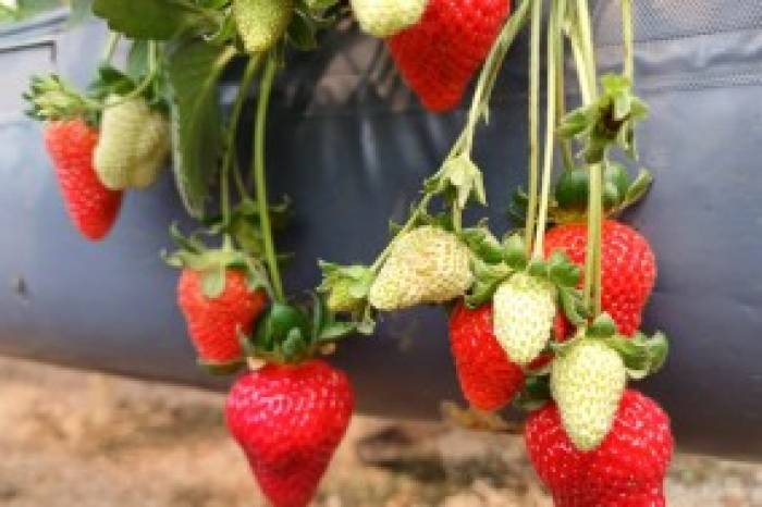 Se o ciclo de desenvolvimento da fruta transcorrer dentro da normalidade, data da Feira será confirmada no mês que vem