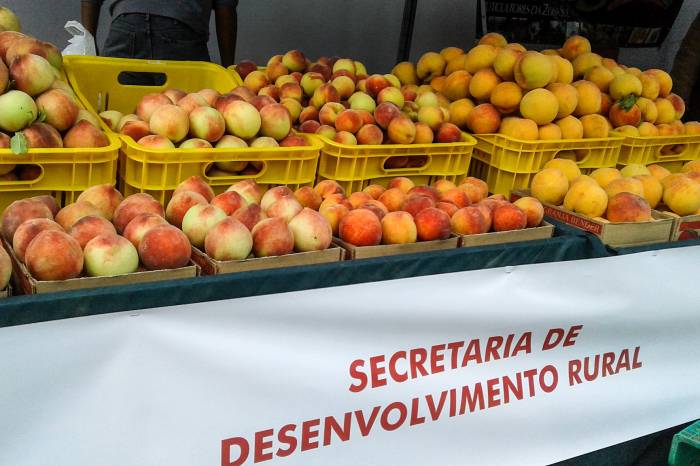 Desenvolvimento de variedades tardias, que não sofreram tanto os efeitos da chuva e do granizo, permitirá o prosseguimento da comercialização