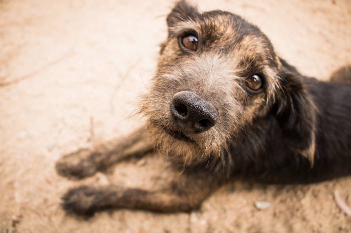 Atualmente, cerca de 60 cães abrigados no Canil Municipal estão aptos para adoção. Direção tenta superar as 58 adoções do ano passado