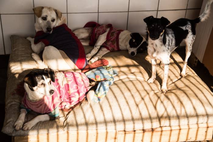 Os cerca de 50 cães hospedados no local necessitam de roupas e caminhas para enfrentar período de frio