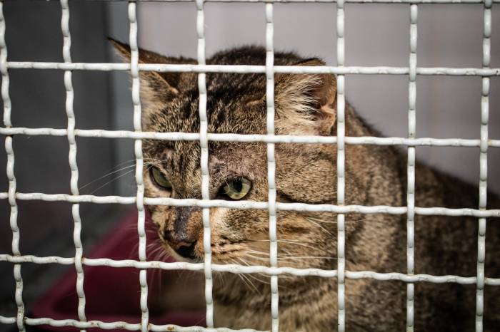 Nos abrigos com espaço para animais, métodos de prevenção devem ser intensificados. Gatos são os principais transmissores