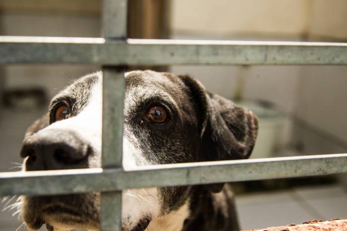 Cães e gatos estão nos abrigos administrados pela Prefeitura de Pelotas enquanto esperam por um lar
