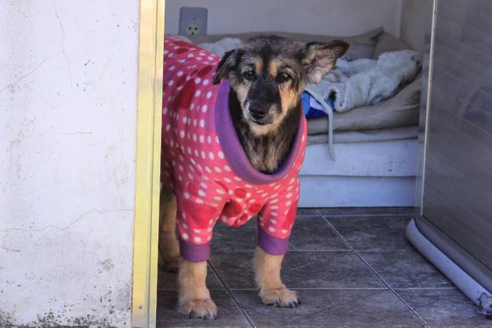 Setores do Município, que cuidam e abrigam cães e gatos, precisam de apoio para arrecadar peças que protejam os animais do frio