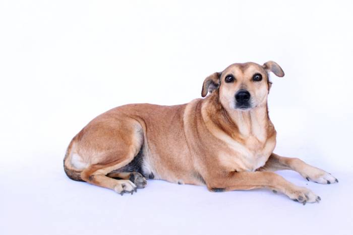 Centro de Controle de Zoonoses responde dúvidas sobre a doença nos pets