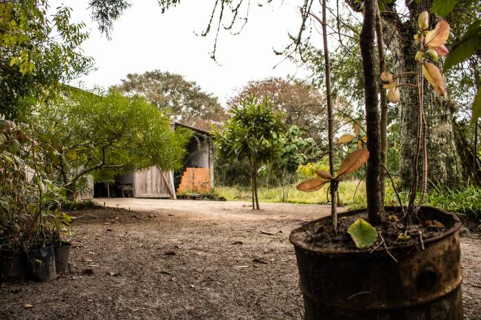 Iniciativa faz parte do programa Ciclo Verde Pelotas. Doações podem ser solicitadas on-line e serão disponibilizadas até dez mudas por CPF