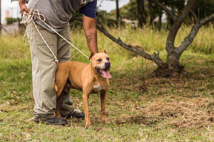 Prefeitura pede que a população visite o local e conheça os cães e gatos abrigados, que aguardam por um novo lar