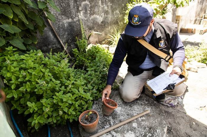 Neste ano, foram localizados em Pelotas, 37 focos do mosquito Aedes aegypti, sendo 22 em janeiro e 15 neste mês
