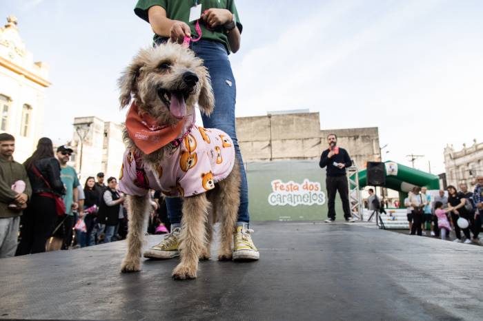 Atividade busca impulsionar as adoções responsáveis de cães do Canil Municipal