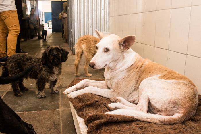 Convênio da Prefeitura com a ONG SOS Animais oferece castração gratuita para gatos e cachorros