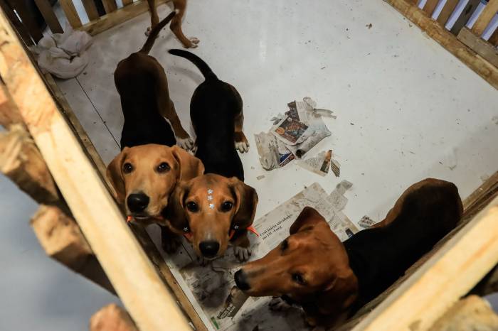 Cães estão para adoção pela campanha Todo Caramelo é Doce, junto de outros 56 animais que também aguardam por um lar no Canil