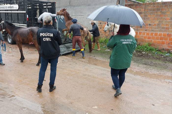 Tutor de três equinos e de um cão maltratados foi conduzido à Delegacia de Pronto Atendimento