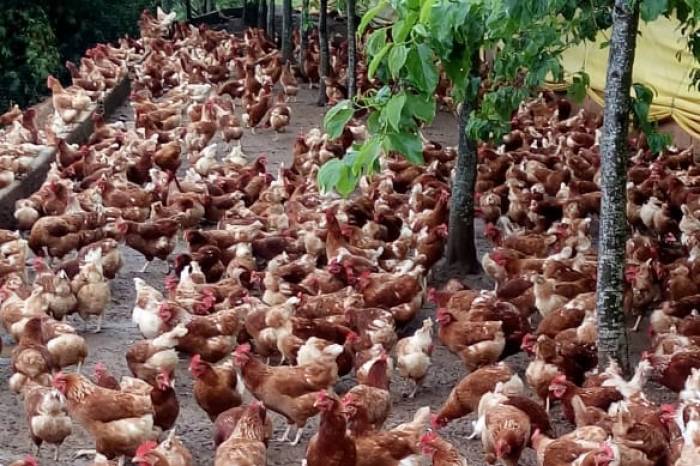 Além da agroindústria de produção de ovos, empresa pretende diversificar atividades com a fabricação de ração