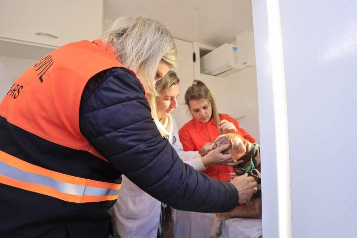 Local já conta com mais de 300 cães e 137 animais de grande porte. Espaço para gatos com esporotricose começa a ser preparado
