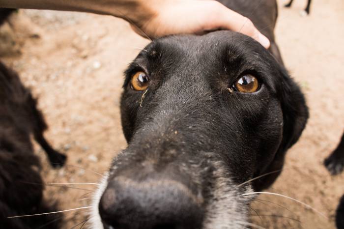 Somente no parque da Associação Rural de Pelotas encontram-se 451, entre cães, equinos, suínos e bovinos