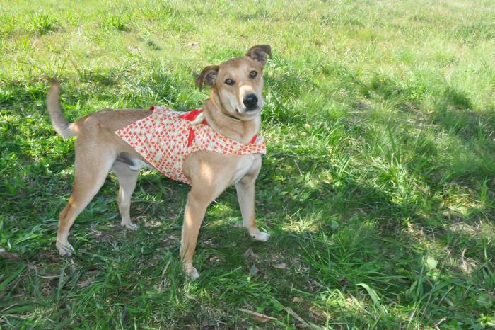 Fotógrafa registra animais do Canil Municipal para ajudar a encontrar novos lares