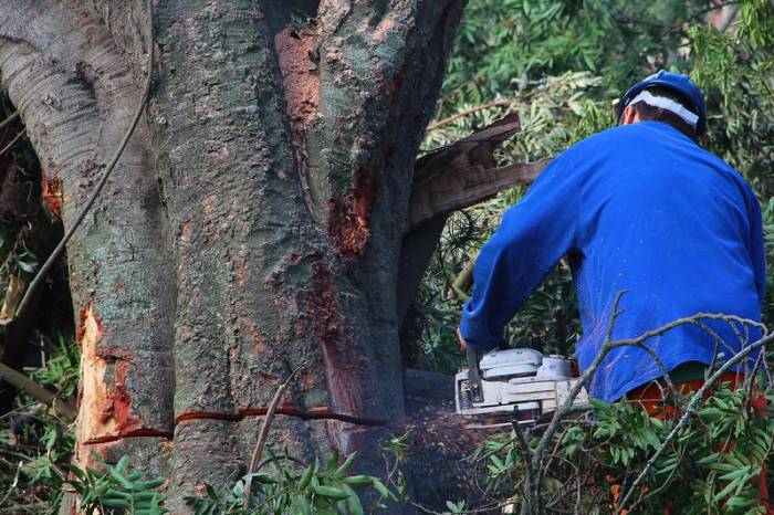 Pessoas estão se passando por servidores municipais e cobrando pelo serviço que é realizado gratuitamente pela Secretaria de Qualidade Ambiental