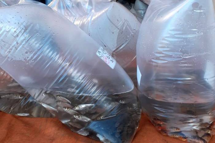 Onze mil peixes, em fase embrionária, para criação, chegaram nesta sexta-feira e já foram repassados às administrações distritais para entrega a 80 produtores