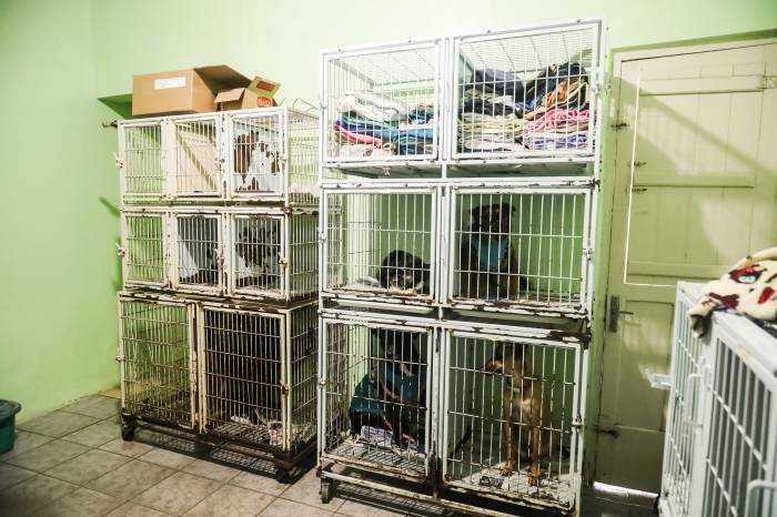 Processo será presencial, na Ouvidoria da Prefeitura. Protetores interessados em castrar animais passarão por uma avaliação, a partir da entrega de documentos, e se aprovado, o cadastro será enviado à ONG SOS Animais