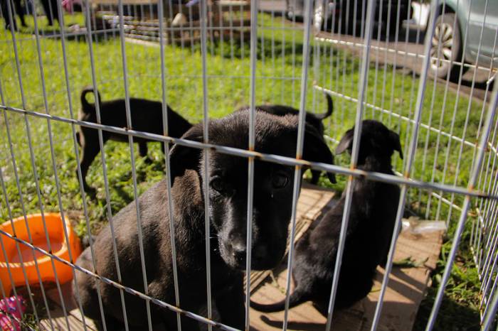 Foram disponibilizados 73 cães para adoção, entre machos e fêmeas de várias idades, porte e pelagem